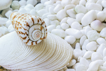 海滩上细砾上的海螺贝壳摄影图