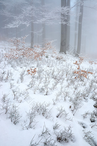 户外<strong>景色</strong>冬季<strong>树林</strong>间积雪摄影图片