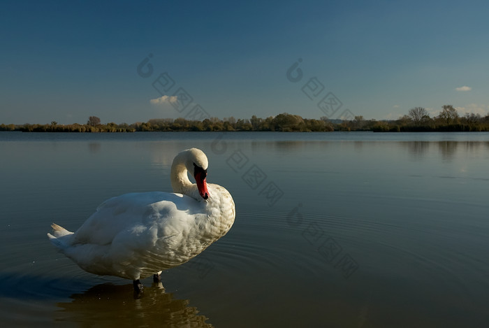 湖边的白天鹅摄影图