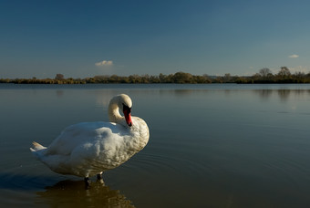 湖边的白天鹅摄影图