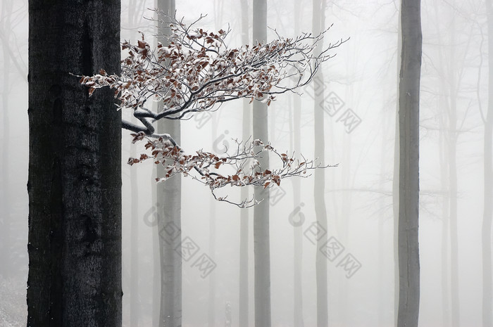 户外景色冬天迷雾森林摄影图