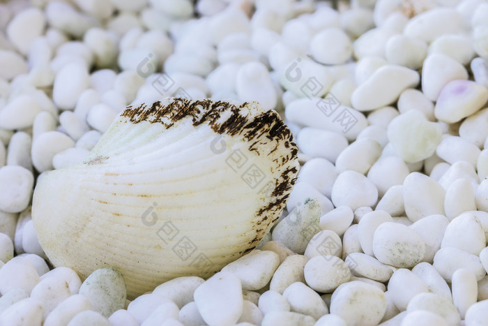 海滩沙滩上的贝壳摄影图