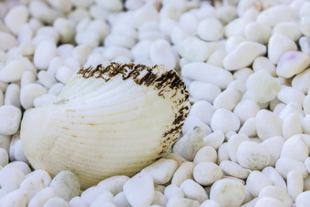 海滩沙滩上的贝壳摄影图
