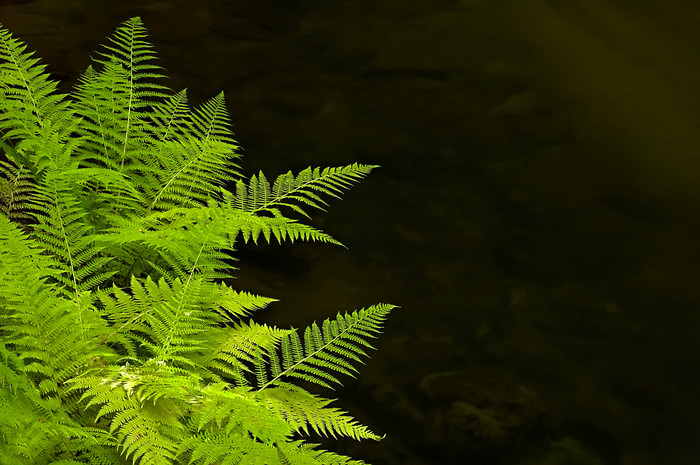 植物蕨类特写镜头摄影图片