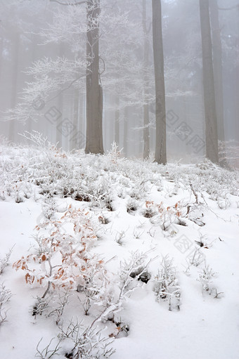 冬天树林间厚厚的积雪摄影图