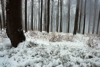 户外风光冬天<strong>森林</strong>白雪下雪摄影图