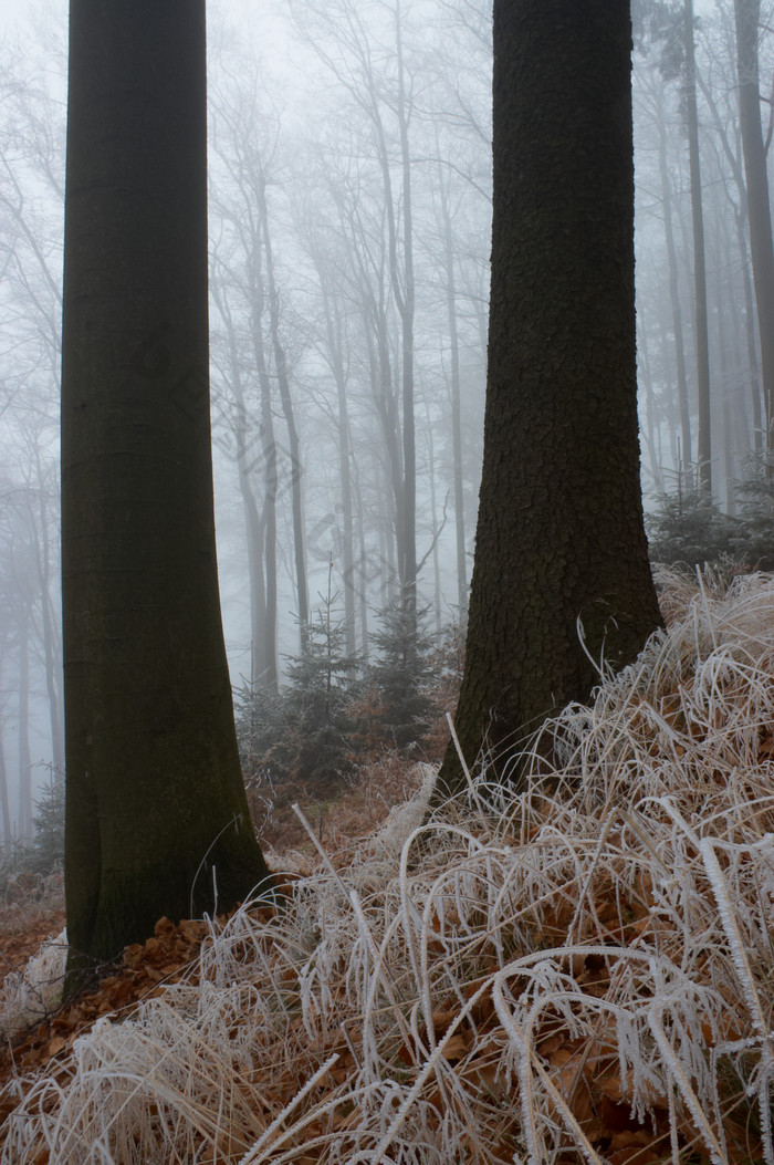 户外景色冬季迷雾间的树林摄影图片