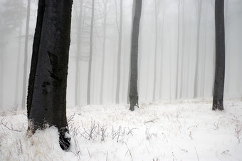 冬天下雪<strong>森林</strong>里迷雾摄影图