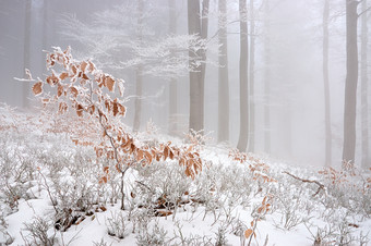 <strong>冬天</strong>树林间积雪摄影图