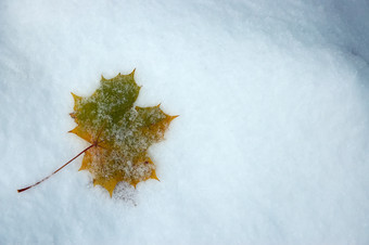 冬天冰雪上的枫叶摄影图片