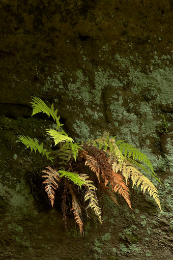 秋天<strong>秋季</strong>山间蕨类植物摄影图片