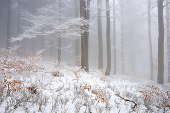户外景色冬季林间积雪摄影图片