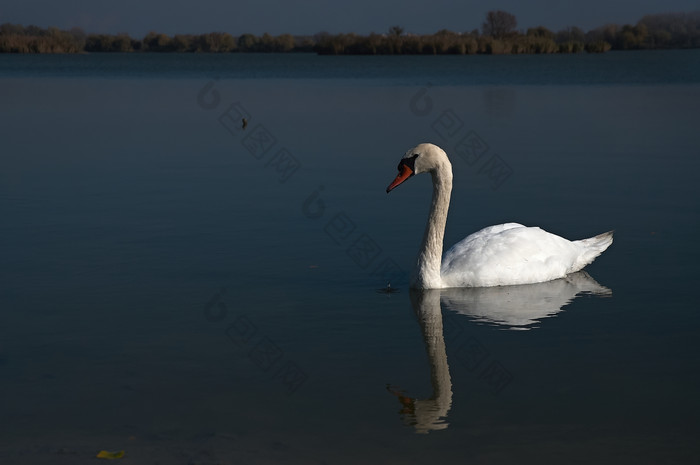 湖里游着的白天鹅摄影图