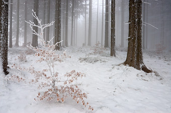 冬天大雪后<strong>林间积雪</strong>摄影图