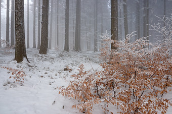 冬季大雪后<strong>树林</strong>间积雪摄影图片