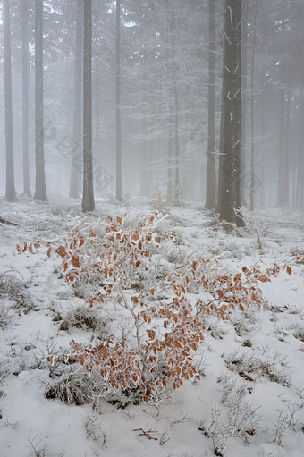 户外景色冬季大雪后的小树摄影图