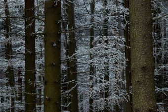 户外风光冬季下雪森林摄影图
