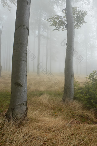 秋天秋季朦胧的树林摄影图片