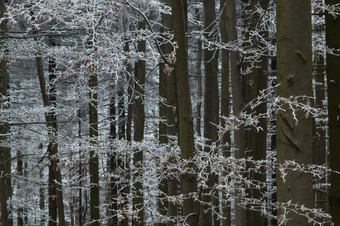 户外景色<strong>冬季</strong>森林里结冰摄影图