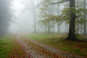 秋天秋季雾中的小径摄影图片