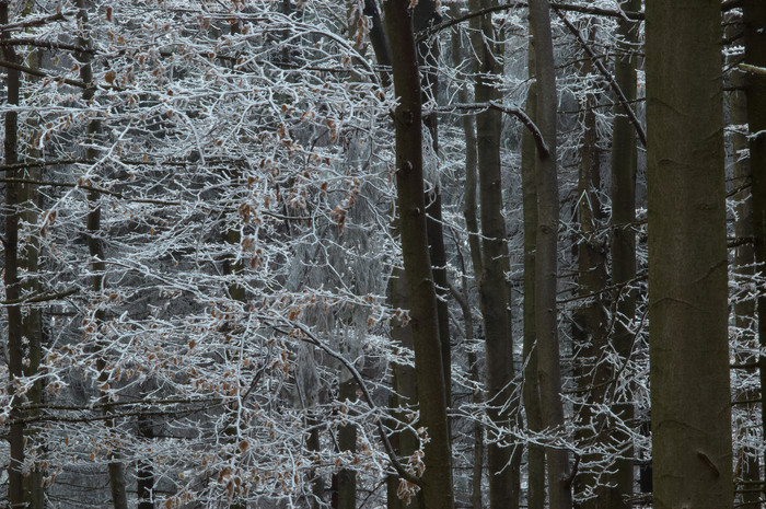户外景色冬天下雪森林摄影图