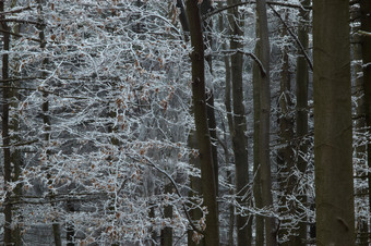 户外景色冬天下雪森林摄影图