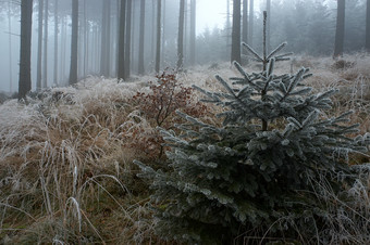 冬季雪后的森林摄影图片