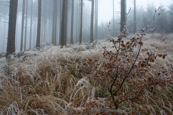 户外风景冬季雪后树林摄影图