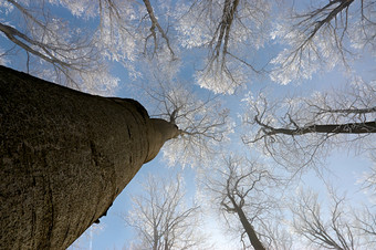 冬天树林间仰视天空摄影图片