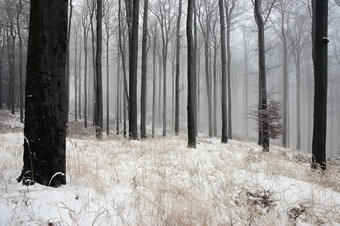 冬天森林里雪后白茫茫摄影图