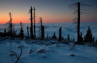 冬天雪后夕阳松树摄影图