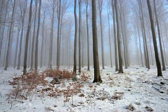 <strong>冬季</strong>林间雪后风景摄影图片