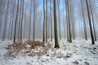 冬季林间雪后<strong>风景摄影图片</strong>