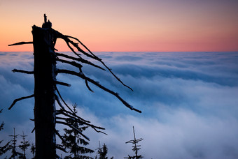 美丽的夕阳树木风景摄影图