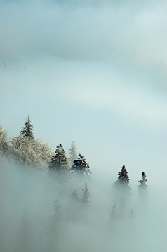 冬天起雾朦胧中的松树摄影图