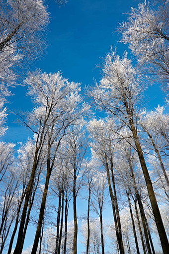 户外景色冬季银白<strong>的</strong>树木摄影图片