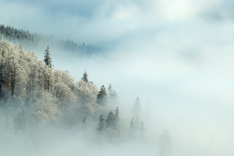 冬季松木结霜云层云彩摄影图