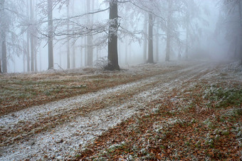风景冬季森林间迷雾中的小路摄影图片