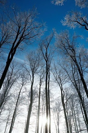 <strong>户外</strong>景色<strong>冬季</strong>森林中仰视天空摄影图片