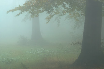 秋天秋季雾天的树林摄影图片