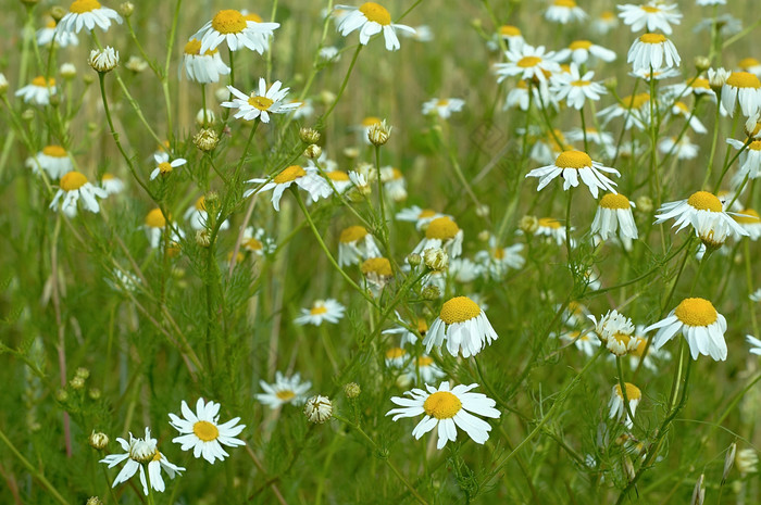 野生的黛西雛菊延命菊