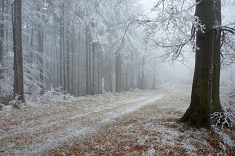 户外景色冬季森林间小路摄影图片