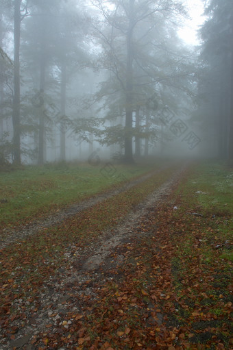 秋天秋季多雾天气的森林摄影图片