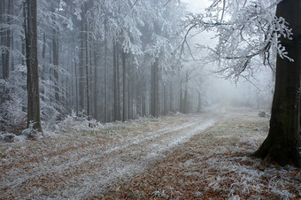 户外景色冬季<strong>雪后</strong>林间的路摄影图片