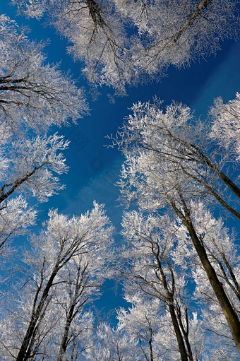 户外景色冬季银白树林仰视摄影图片