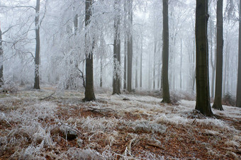 <strong>冬季</strong>冬天雪后银白色的树木摄影图片