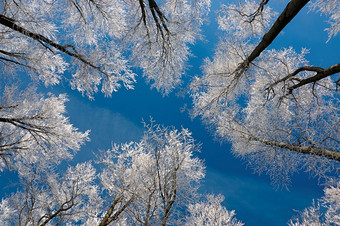 冬天银白色树林仰视摄影图片