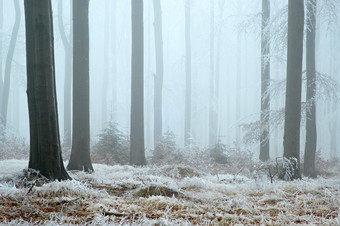 户外景色冬季雪后迷雾中的树林摄影图片