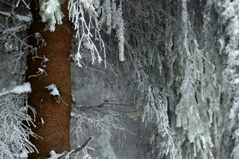 寒冷霜柱结霜树木摄影图