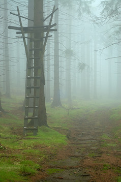 秋天秋季迷雾朦胧树林摄影图片